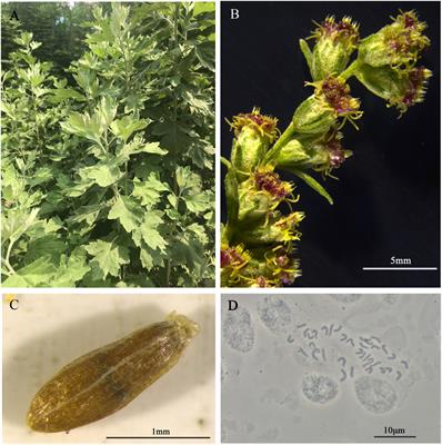 The reference genome sequence of Artemisia argyi provides insights into secondary metabolism biosynthesis